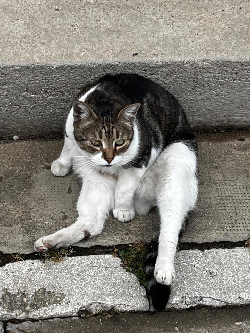 Pisicile care ştiu tot ce mişcă-n Capitală: Colonelu` de la Rutieră, Şefa de la Primărie, Willy și Steluța de la CJ Ilfov 952279