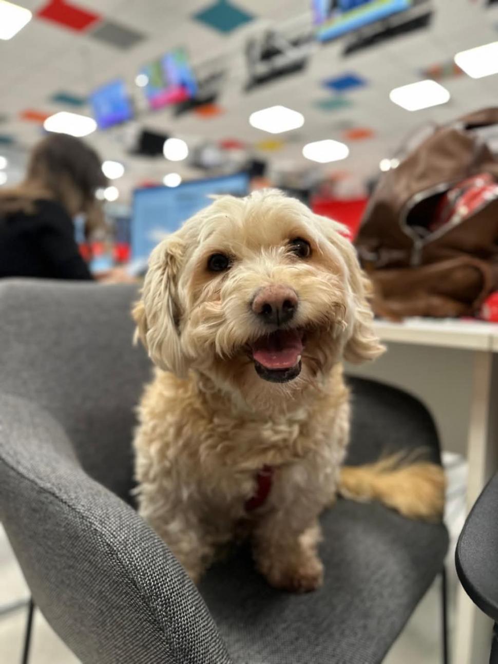 Pisicile care ştiu tot ce mişcă-n Capitală: Colonelu` de la Rutieră, Şefa de la Primărie, Willy și Steluța de la CJ Ilfov 952280