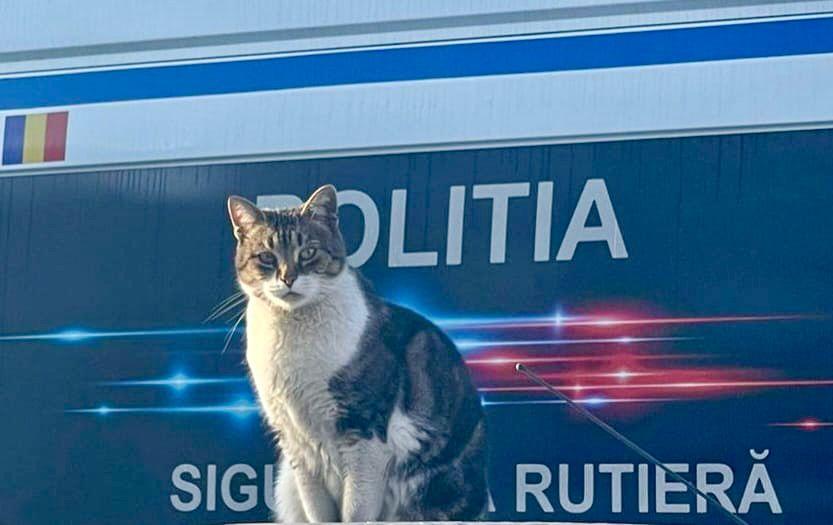Pisicile care ştiu tot ce mişcă-n Capitală: Colonelu` de la Rutieră, Şefa de la Primărie, Willy și Steluța de la CJ Ilfov 952282
