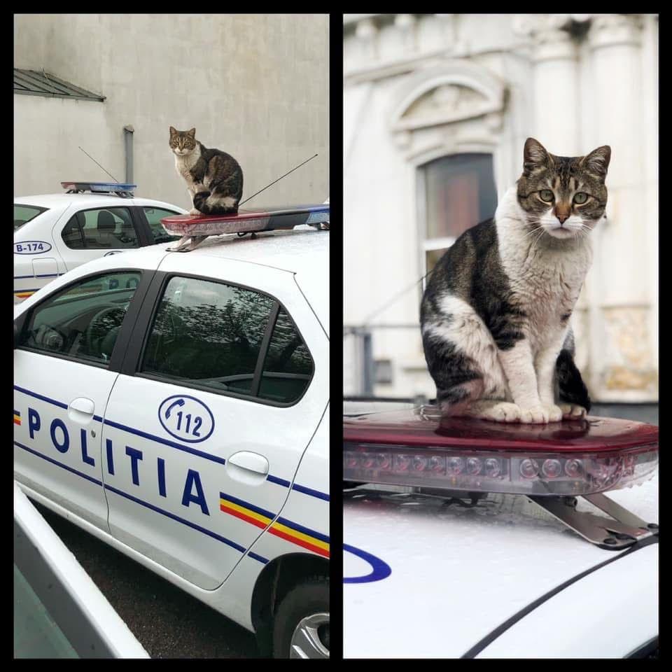 Pisicile care ştiu tot ce mişcă-n Capitală: Colonelu` de la Rutieră, Şefa de la Primărie, Willy și Steluța de la CJ Ilfov 952283