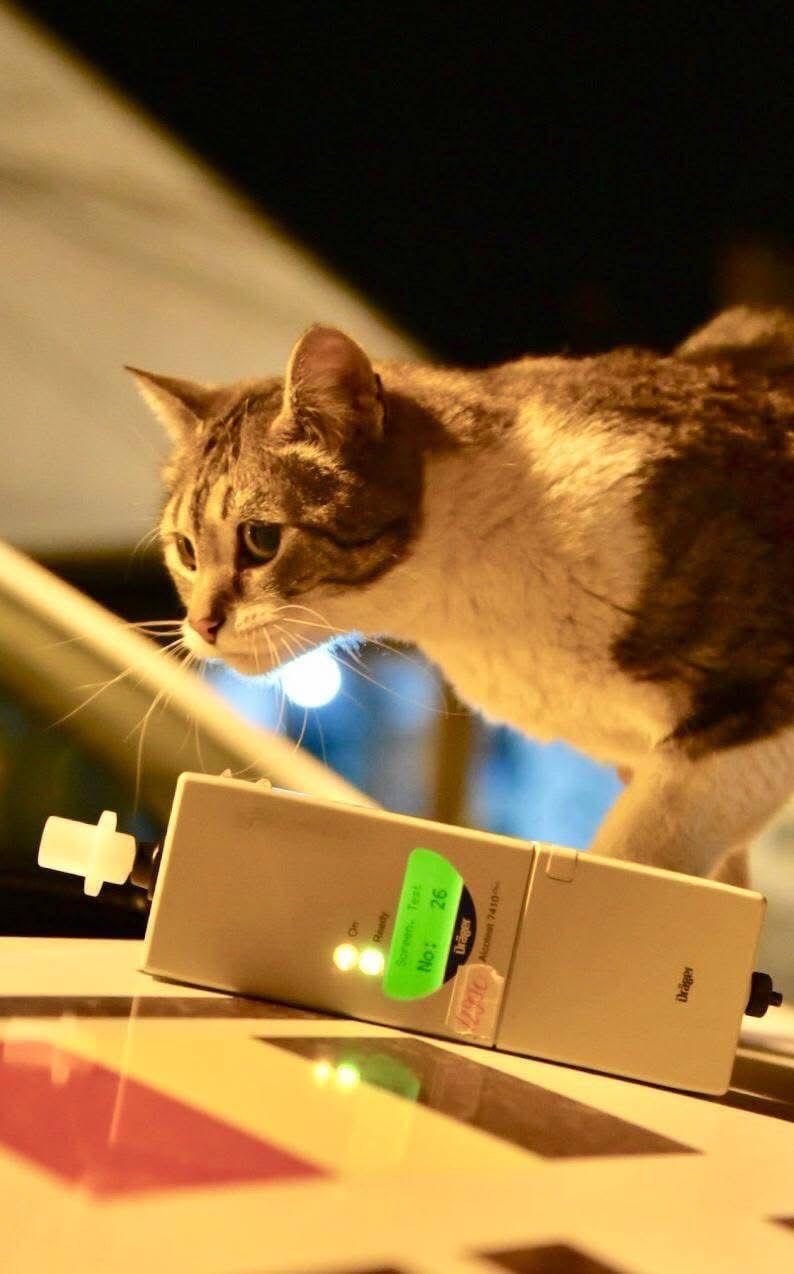 Pisicile care ştiu tot ce mişcă-n Capitală: Colonelu` de la Rutieră, Şefa de la Primărie, Willy și Steluța de la CJ Ilfov 952284