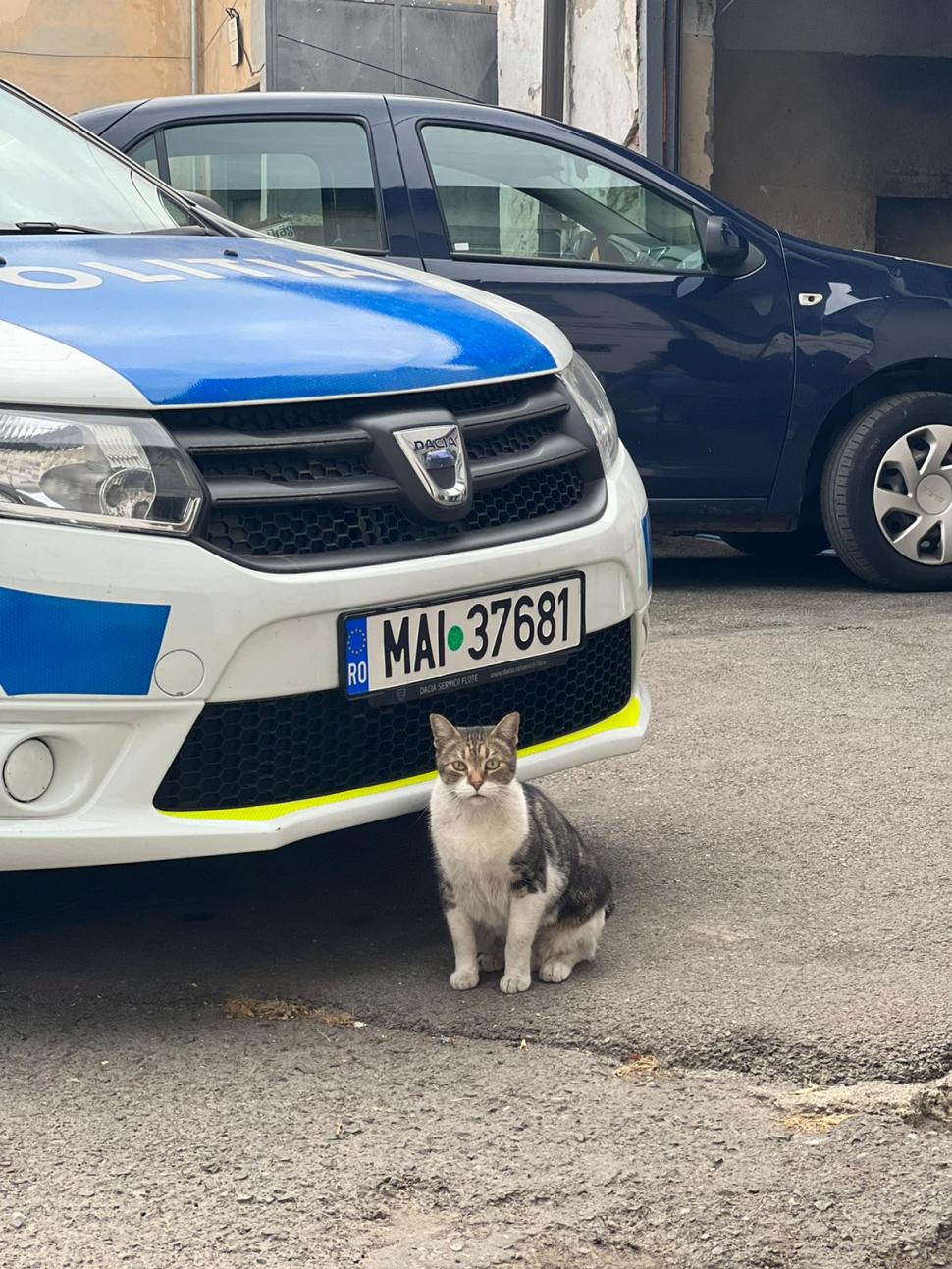 Pisicile care ştiu tot ce mişcă-n Capitală: Colonelu` de la Rutieră, Şefa de la Primărie, Willy și Steluța de la CJ Ilfov 952286