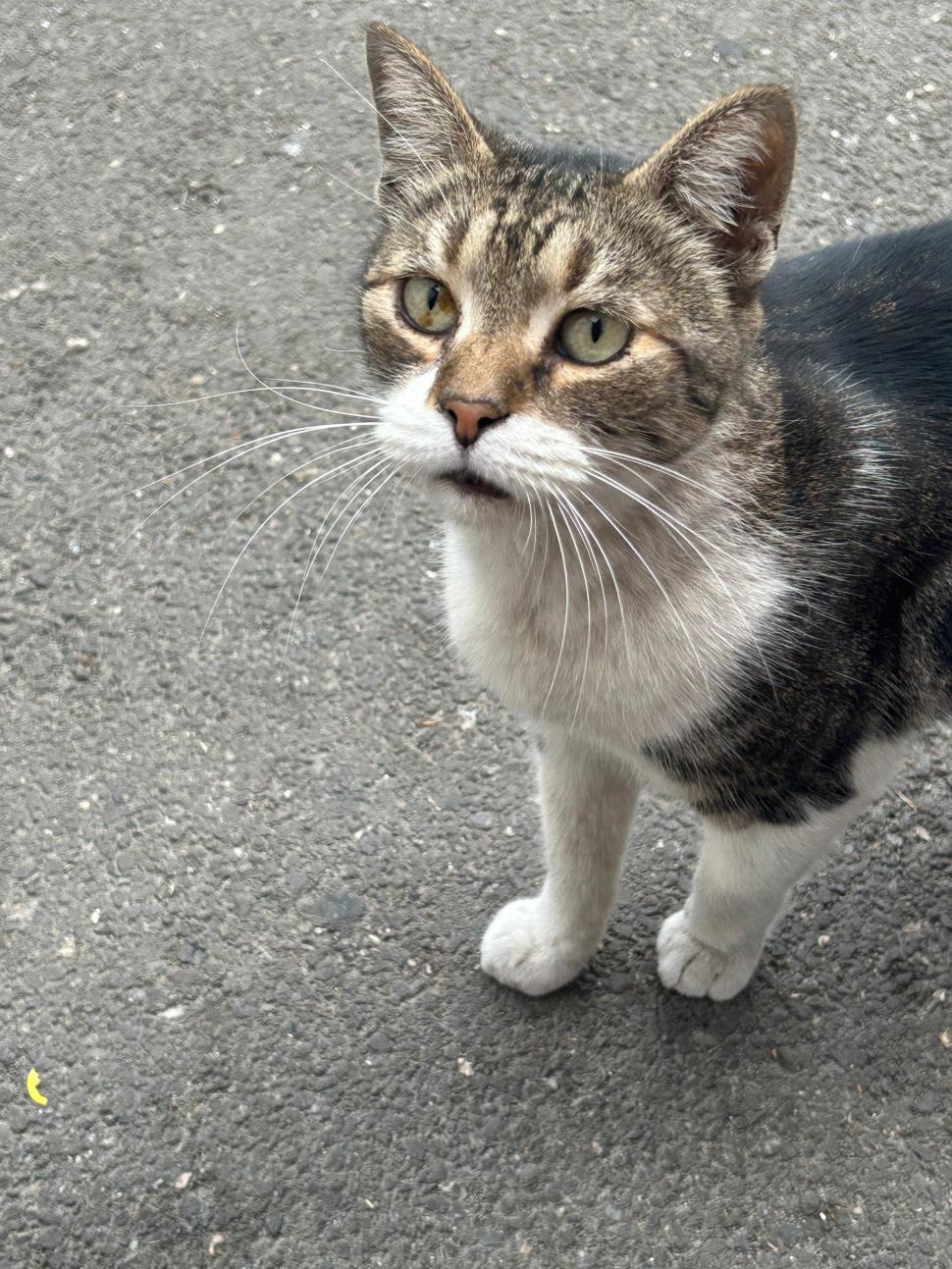 Pisicile care ştiu tot ce mişcă-n Capitală: Colonelu` de la Rutieră, Şefa de la Primărie, Willy și Steluța de la CJ Ilfov 952287