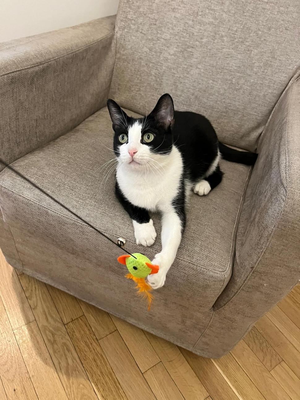 Pisicile care ştiu tot ce mişcă-n Capitală: Colonelu` de la Rutieră, Şefa de la Primărie, Willy și Steluța de la CJ Ilfov 952289