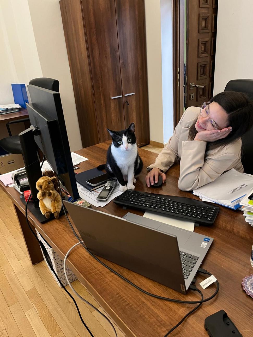 Pisicile care ştiu tot ce mişcă-n Capitală: Colonelu` de la Rutieră, Şefa de la Primărie, Willy și Steluța de la CJ Ilfov 952290