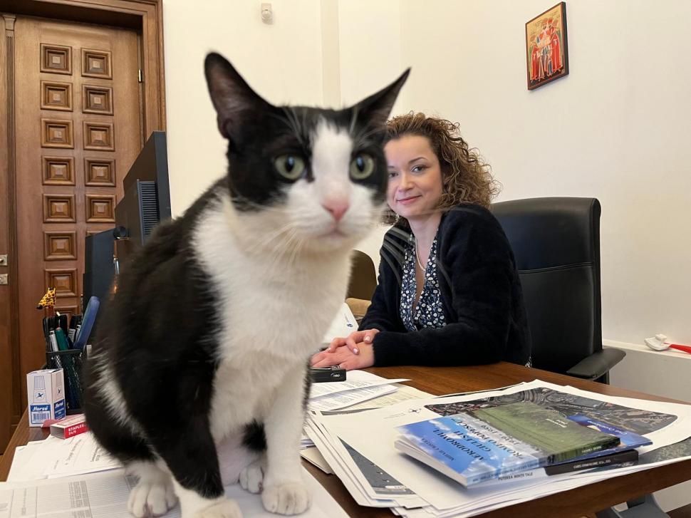 Pisicile care ştiu tot ce mişcă-n Capitală: Colonelu` de la Rutieră, Şefa de la Primărie, Willy și Steluța de la CJ Ilfov 952291