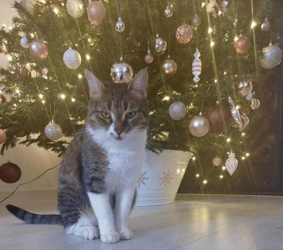 Pisicile care ştiu tot ce mişcă-n Capitală: Colonelu` de la Rutieră, Şefa de la Primărie, Willy și Steluța de la CJ Ilfov 952293