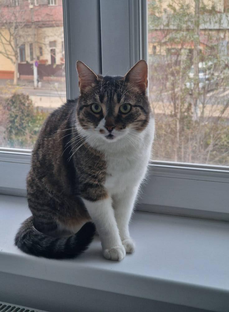 Pisicile care ştiu tot ce mişcă-n Capitală: Colonelu` de la Rutieră, Şefa de la Primărie, Willy și Steluța de la CJ Ilfov 952294