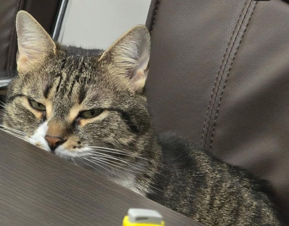 Pisicile care ştiu tot ce mişcă-n Capitală: Colonelu` de la Rutieră, Şefa de la Primărie, Willy și Steluța de la CJ Ilfov 952295