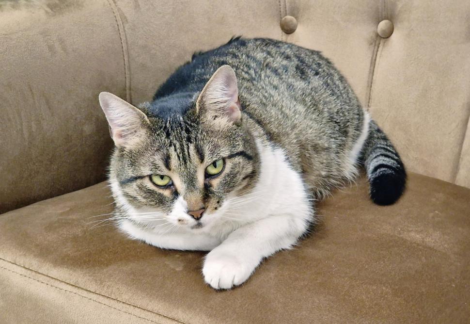 Pisicile care ştiu tot ce mişcă-n Capitală: Colonelu` de la Rutieră, Şefa de la Primărie, Willy și Steluța de la CJ Ilfov 952296