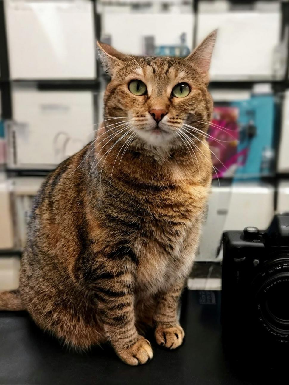 Pisicile care ştiu tot ce mişcă-n Capitală: Colonelu` de la Rutieră, Şefa de la Primărie, Willy și Steluța de la CJ Ilfov 952351