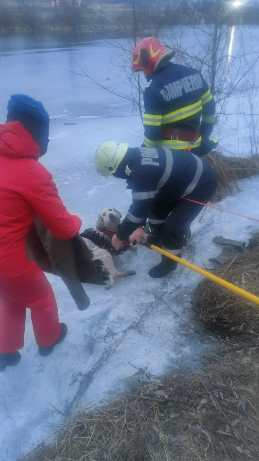 Un cățel a fost salvat de pompieri din apele înghețate ale Jiului. ”Stratul de gheață putea ceda în orice moment” 952568