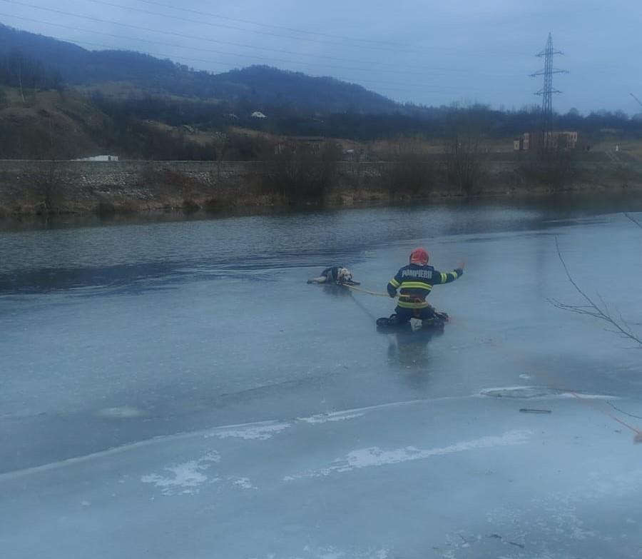 Un cățel a fost salvat de pompieri din apele înghețate ale Jiului. ”Stratul de gheață putea ceda în orice moment” 952569