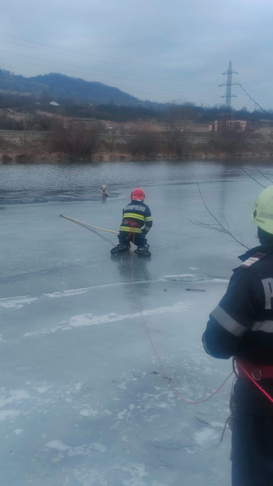 Un cățel a fost salvat de pompieri din apele înghețate ale Jiului. ”Stratul de gheață putea ceda în orice moment” 952570