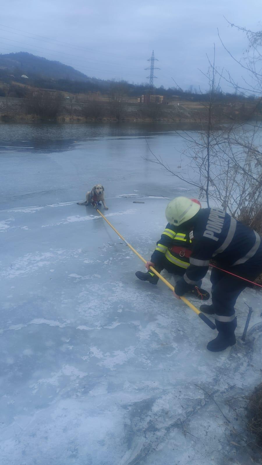 Un cățel a fost salvat de pompieri din apele înghețate ale Jiului. ”Stratul de gheață putea ceda în orice moment” 952571