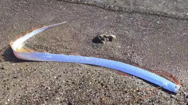 „Peștele apocalipsei” a apărut pe o plajă din Insulele Canare și le-a dat fiori spaniolilor: Ceva rău se va întâmpla 953367