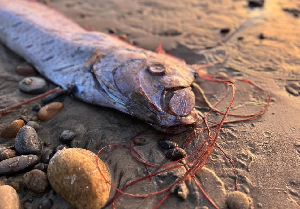 „Peștele apocalipsei” a apărut pe o plajă din Insulele Canare și le-a dat fiori spaniolilor: Ceva rău se va întâmpla 953369