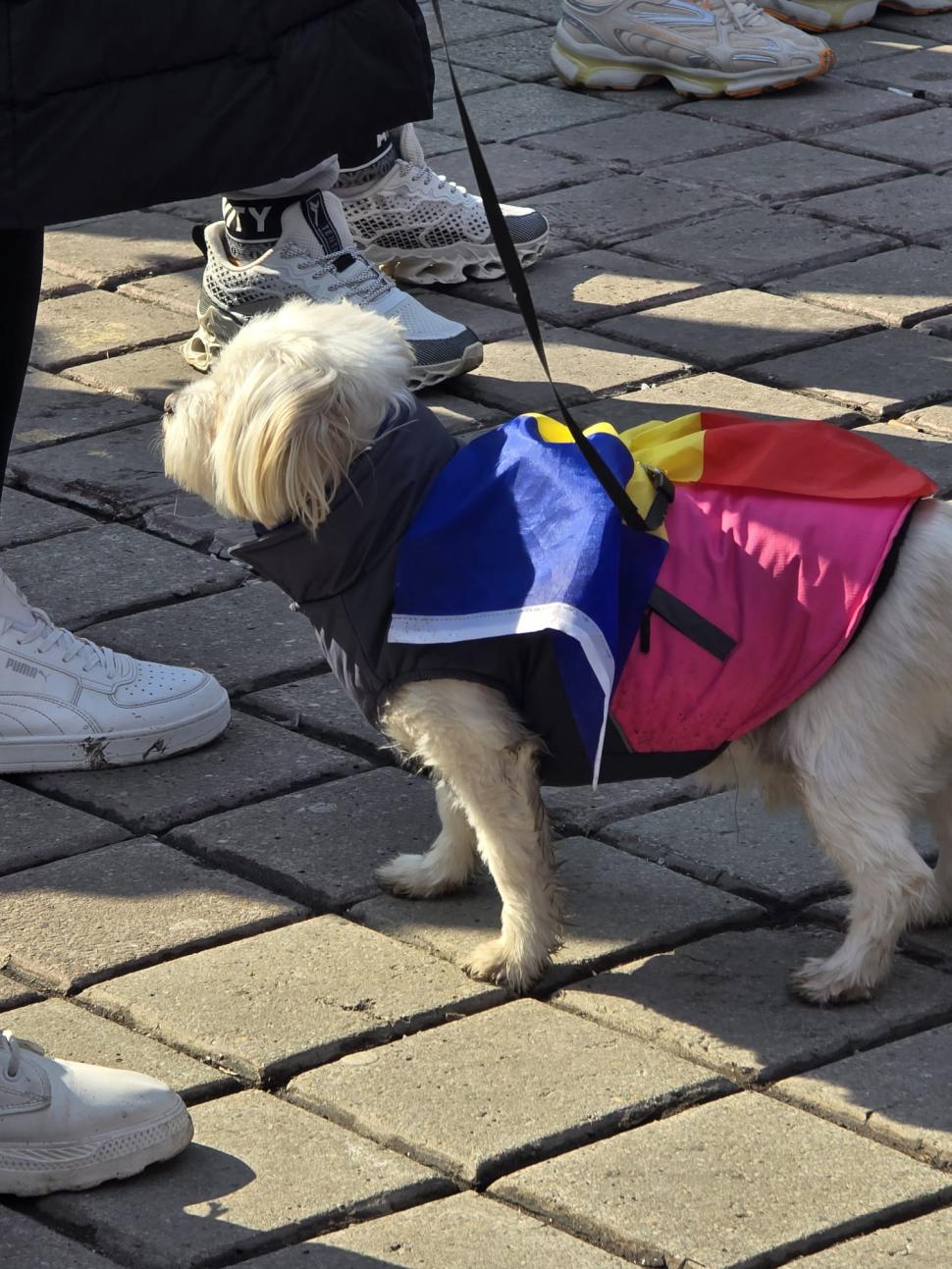 Cum a fost la protestul pro-Georgescu: ”Hai să adunăm zăpada de pe jos, să o punem în buzunare. Președintele merită să facem asta” 953733