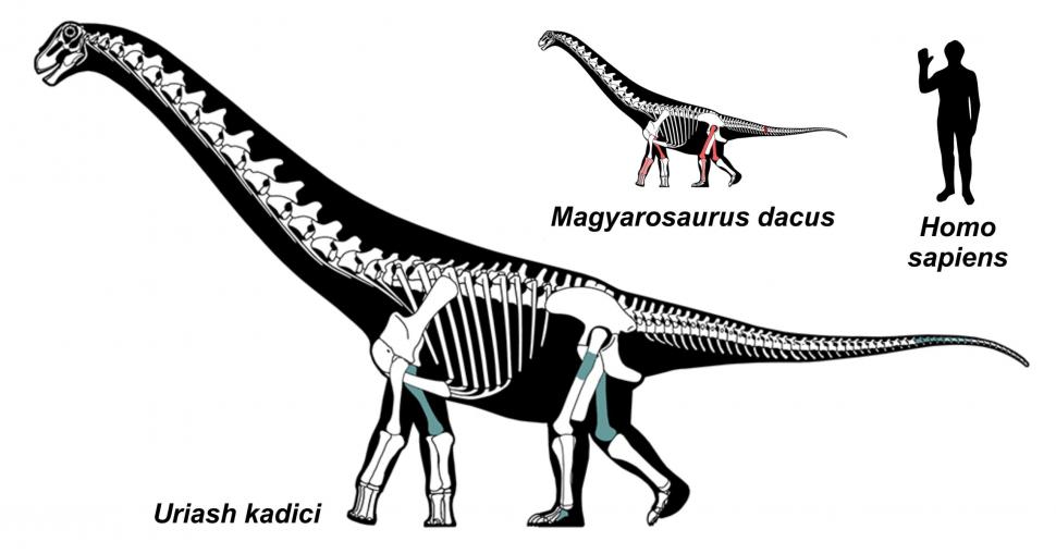 Descoperire unică în lume, în Geoparcul Ţara Haţegului. Universitatea București: Au fost găsite două specii noi de dinozauri 953902