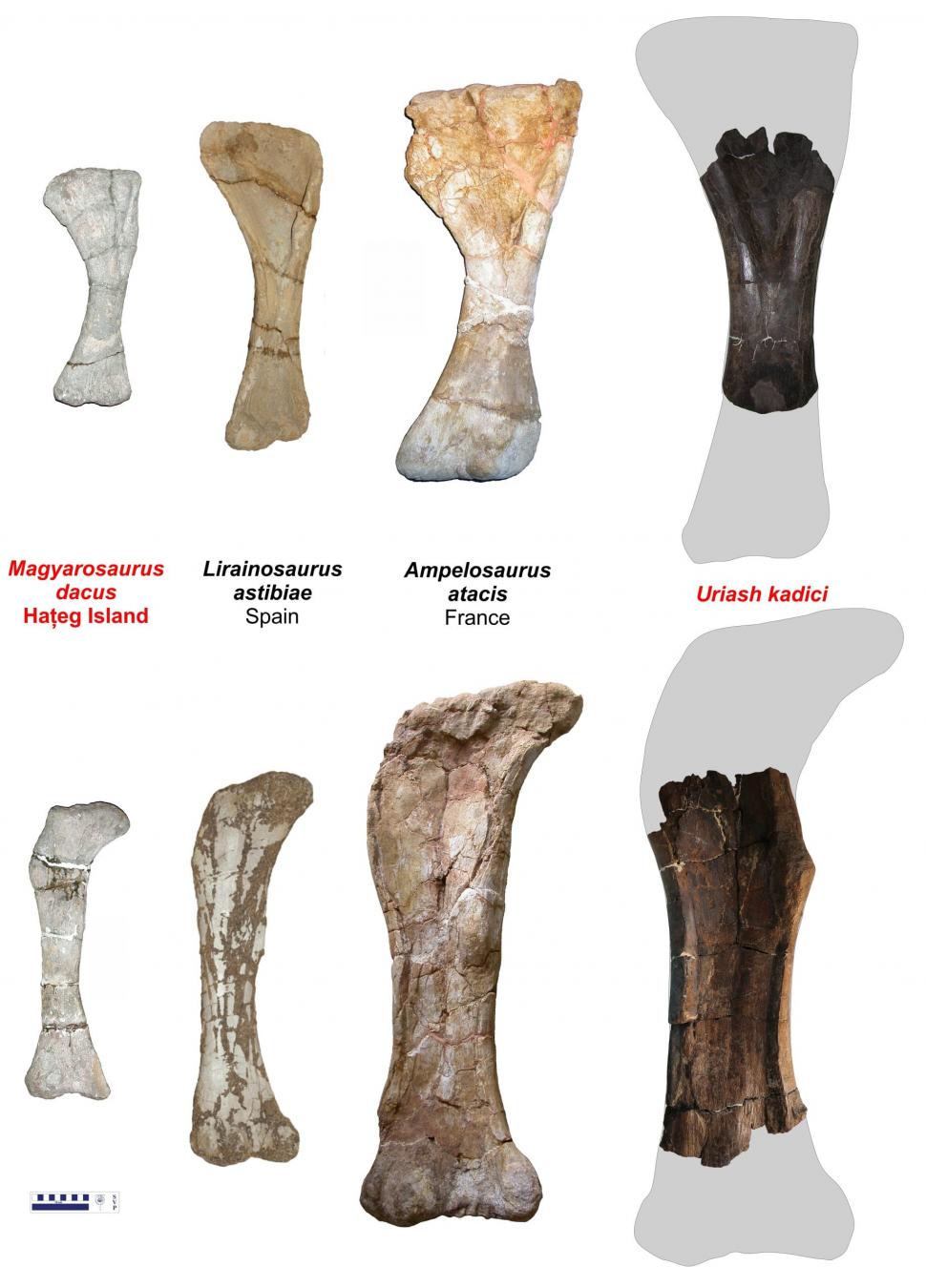 Descoperire unică în lume, în Geoparcul Ţara Haţegului. Universitatea București: Au fost găsite două specii noi de dinozauri 953903