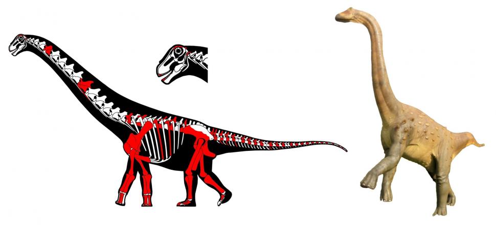 Descoperire unică în lume, în Geoparcul Ţara Haţegului. Universitatea București: Au fost găsite două specii noi de dinozauri 953904