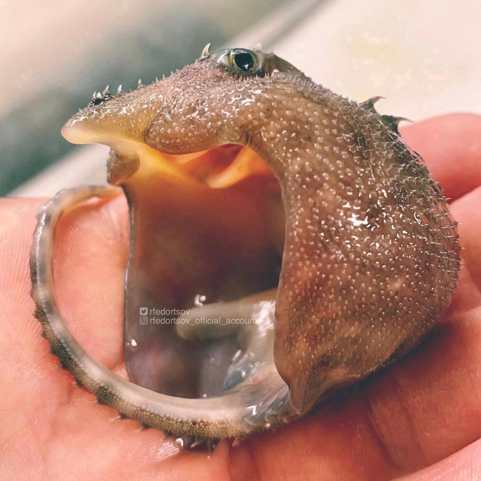 Un pescar a prins un pește cu un aspect terifiant. Imaginile s-au viralizat, iar oamenii au comparat creatura cu un extraterestru 954521