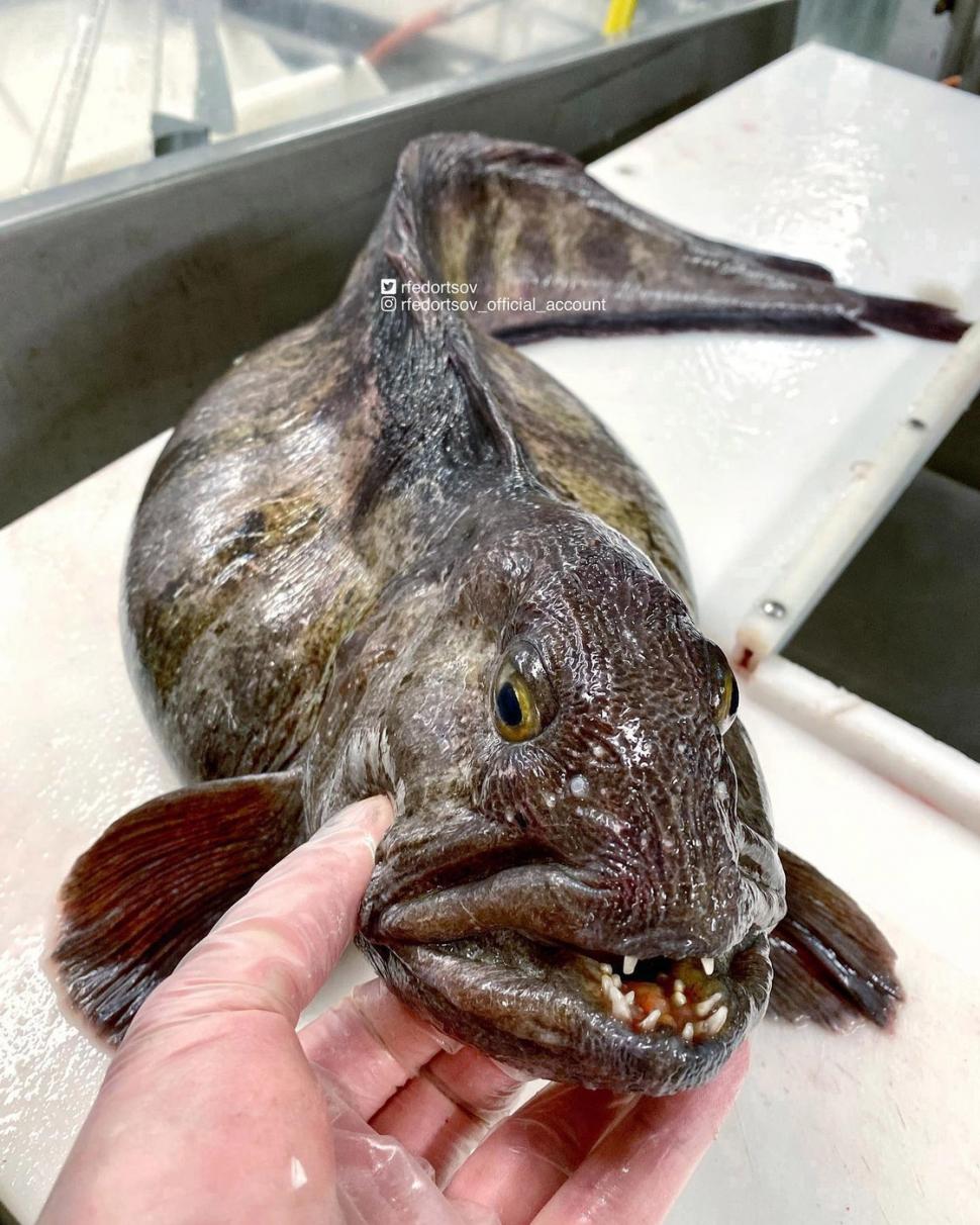 Un pescar a prins un pește cu un aspect terifiant. Imaginile s-au viralizat, iar oamenii au comparat creatura cu un extraterestru 954523