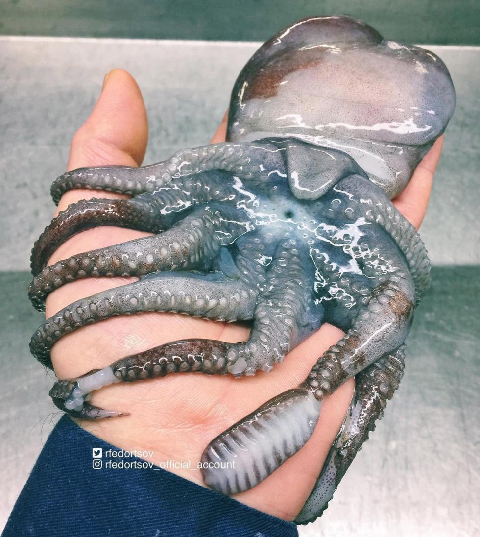 Un pescar a prins un pește cu un aspect terifiant. Imaginile s-au viralizat, iar oamenii au comparat creatura cu un extraterestru 954524