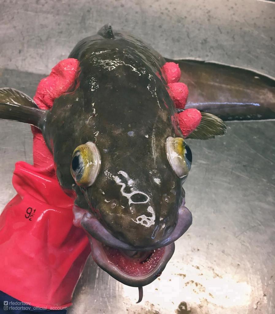 Un pescar a prins un pește cu un aspect terifiant. Imaginile s-au viralizat, iar oamenii au comparat creatura cu un extraterestru 954526