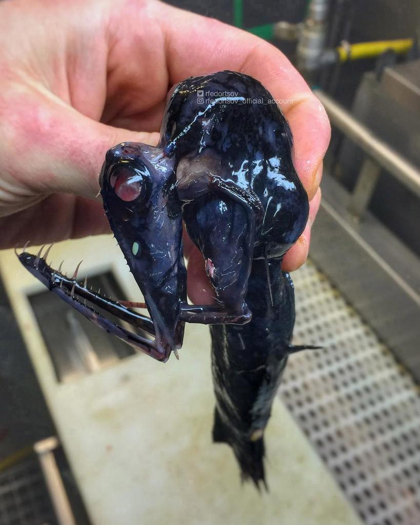 Un pescar a prins un pește cu un aspect terifiant. Imaginile s-au viralizat, iar oamenii au comparat creatura cu un extraterestru 954532