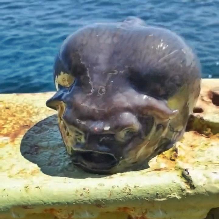 Un pescar a prins un pește cu un aspect terifiant. Imaginile s-au viralizat, iar oamenii au comparat creatura cu un extraterestru 954535