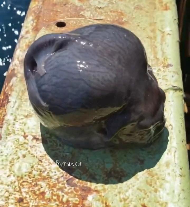 Un pescar a prins un pește cu un aspect terifiant. Imaginile s-au viralizat, iar oamenii au comparat creatura cu un extraterestru 954536