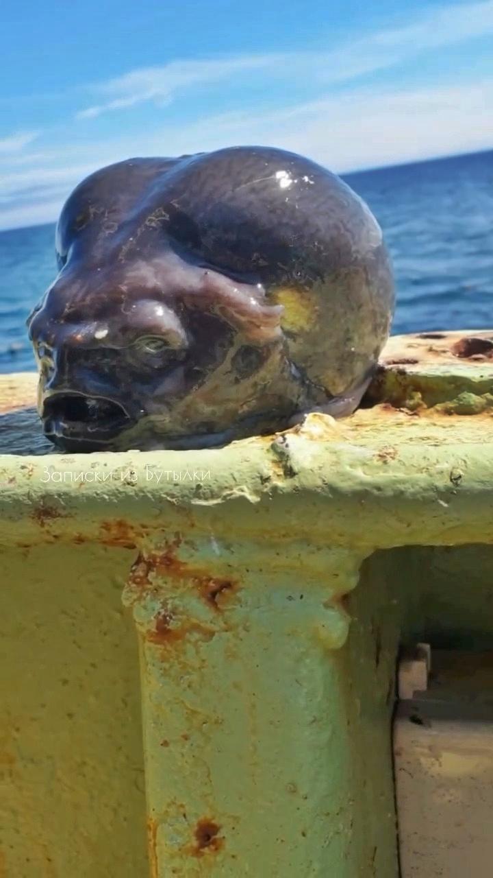 Un pescar a prins un pește cu un aspect terifiant. Imaginile s-au viralizat, iar oamenii au comparat creatura cu un extraterestru 954539