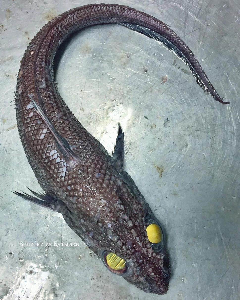 Un pescar a prins un pește cu un aspect terifiant. Imaginile s-au viralizat, iar oamenii au comparat creatura cu un extraterestru 954542