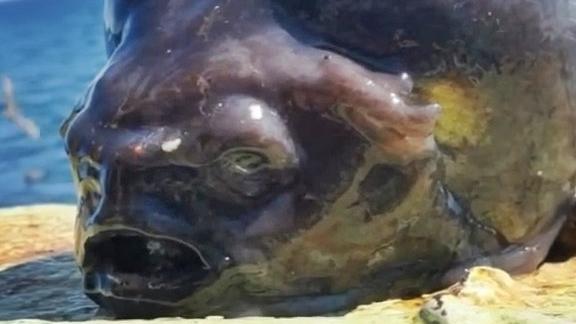 Un pescar a prins un pește cu un aspect terifiant. Imaginile s-au viralizat, iar oamenii au comparat creatura cu un extraterestru 954543