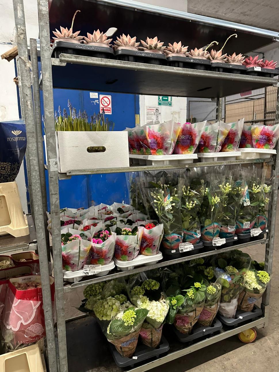 Controale la marile depozite de flori din București: Mii de produse au fost retrase de la vânzare, chiar înainte de 1 și 8 martie 954715
