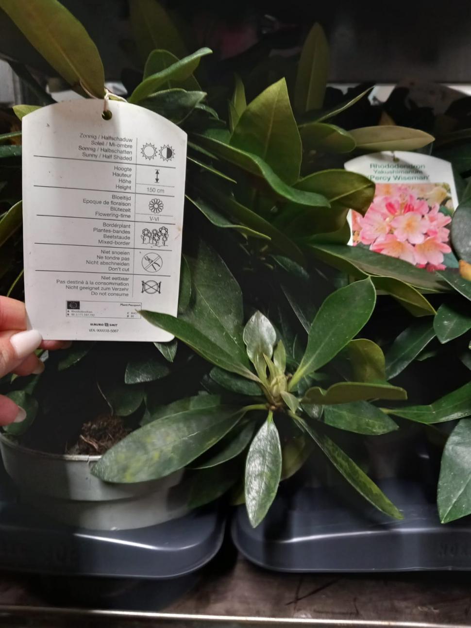 Controale la marile depozite de flori din București: Mii de produse au fost retrase de la vânzare, chiar înainte de 1 și 8 martie 954718