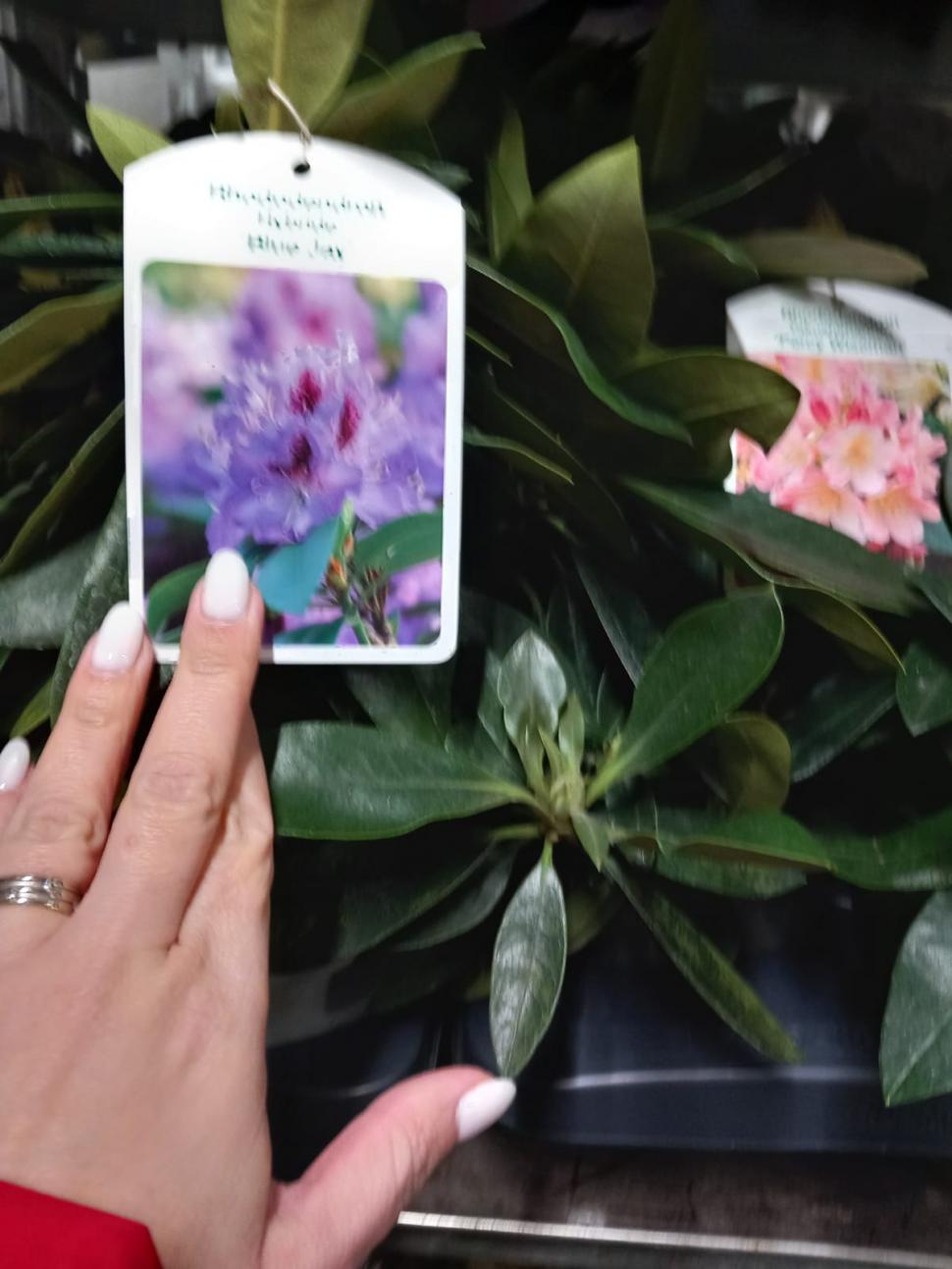 Controale la marile depozite de flori din București: Mii de produse au fost retrase de la vânzare, chiar înainte de 1 și 8 martie 954719