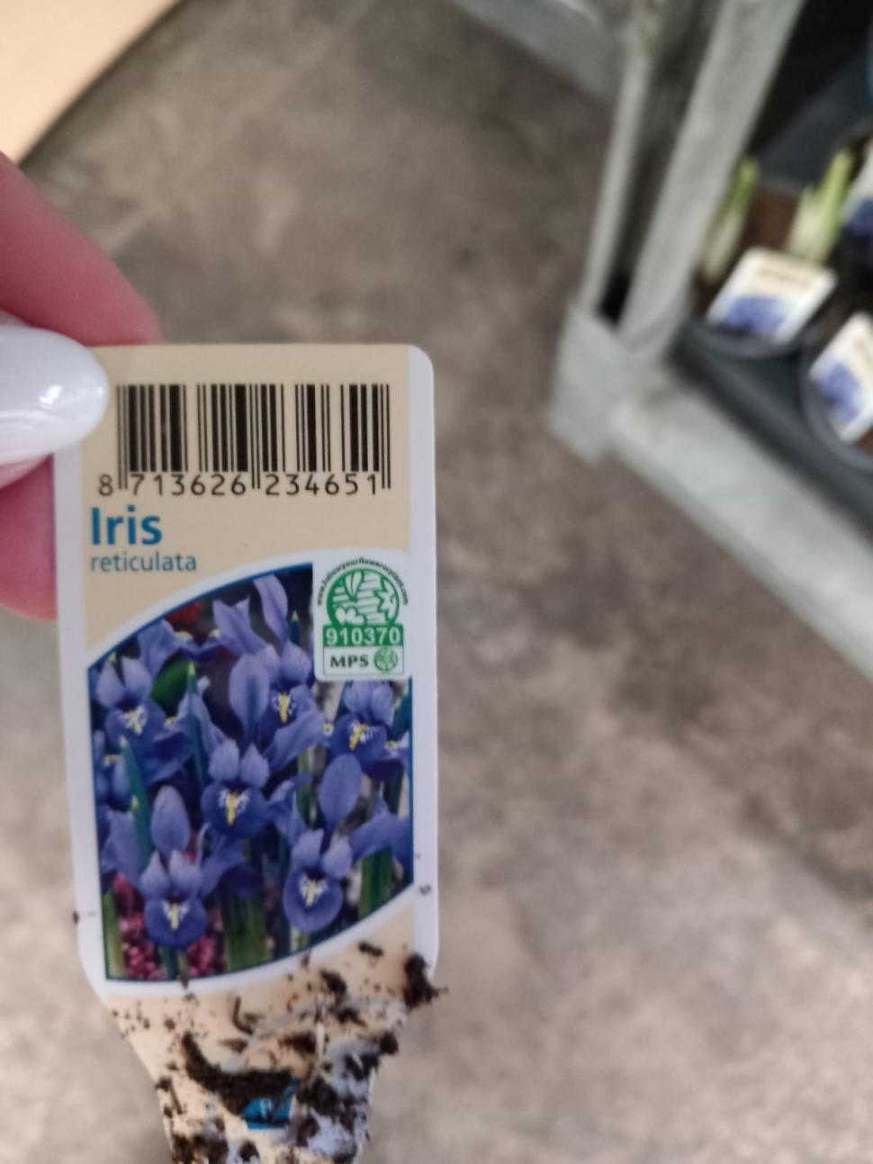 Controale la marile depozite de flori din București: Mii de produse au fost retrase de la vânzare, chiar înainte de 1 și 8 martie 954721