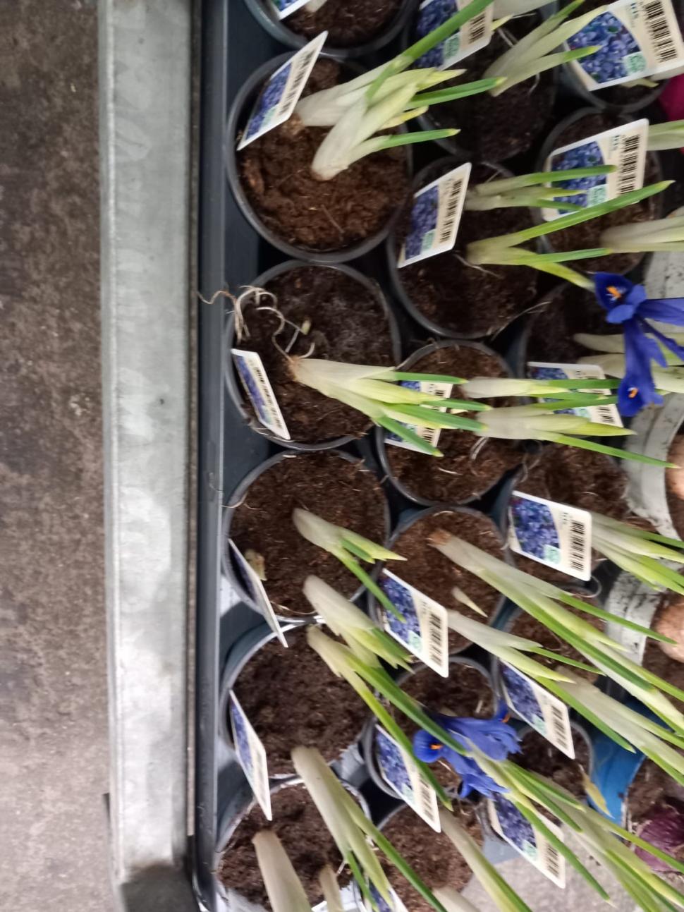 Controale la marile depozite de flori din București: Mii de produse au fost retrase de la vânzare, chiar înainte de 1 și 8 martie 954725