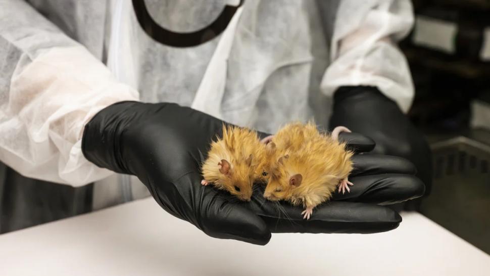 Oamenii de știință au creat „șoareci lânoși” cu trăsături de mamut. Ce plănuiesc să afle despre animalul dispărut acum 4.000 de ani 955813