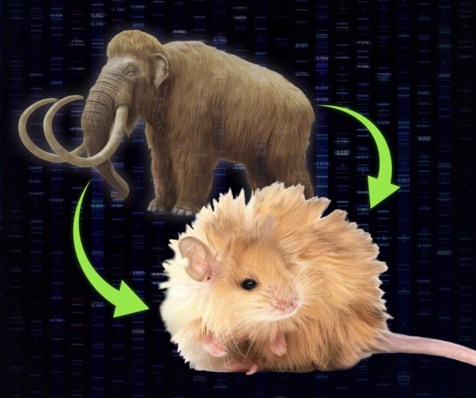 Oamenii de știință au creat „șoareci lânoși” cu trăsături de mamut. Ce plănuiesc să afle despre animalul dispărut acum 4.000 de ani 955814