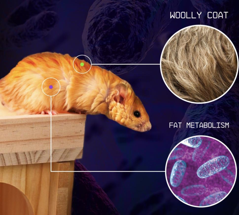 Oamenii de știință au creat „șoareci lânoși” cu trăsături de mamut. Ce plănuiesc să afle despre animalul dispărut acum 4.000 de ani 955815