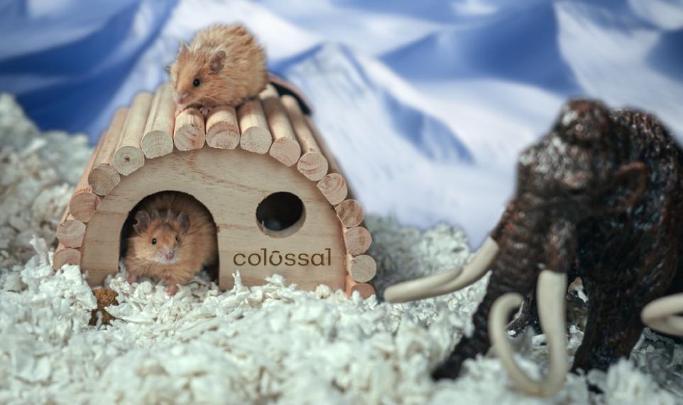 Oamenii de știință au creat „șoareci lânoși” cu trăsături de mamut. Ce plănuiesc să afle despre animalul dispărut acum 4.000 de ani 955816