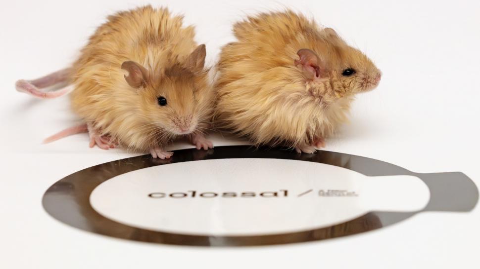 Oamenii de știință au creat „șoareci lânoși” cu trăsături de mamut. Ce plănuiesc să afle despre animalul dispărut acum 4.000 de ani 955817