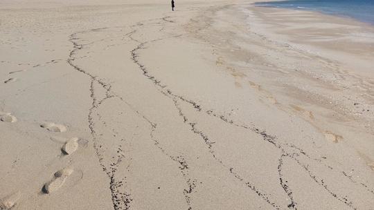 Poluare cu produse petroliere pe plaja din Eforie Nord. Ce au găsit angajaţii de la Apele Române care au intervenit 955834