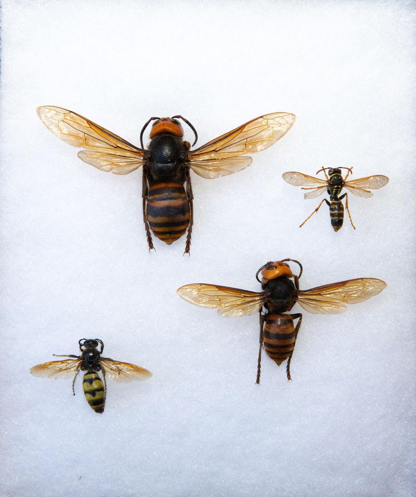 Viespea asiatică amenință fauna sălbatică din Europa, avertizează cercetătorii. Cum arată insecta care poate ucide 50 de albine pe zi 956052