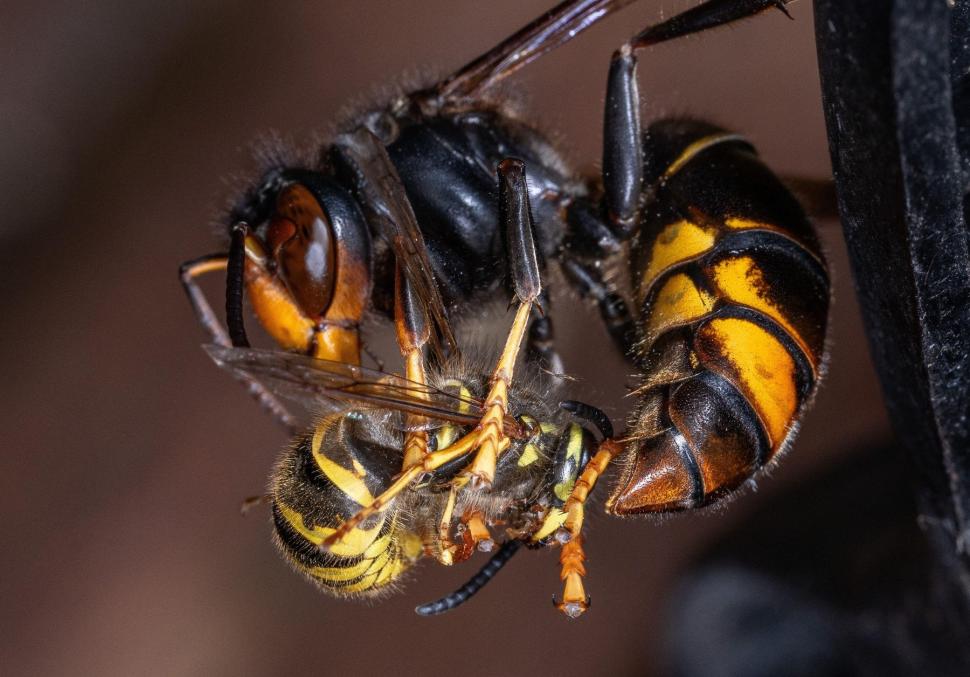 Viespea asiatică amenință fauna sălbatică din Europa, avertizează cercetătorii. Cum arată insecta care poate ucide 50 de albine pe zi 956055