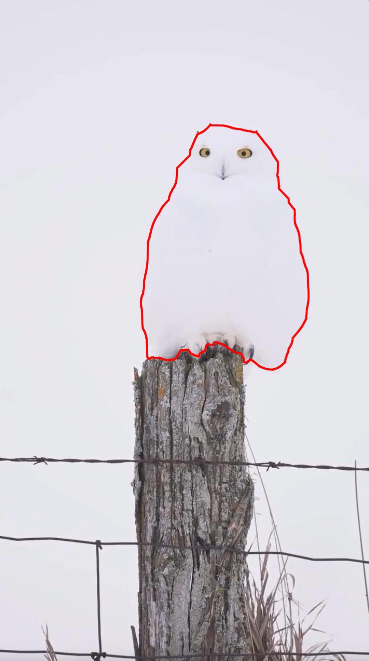 Camuflajul perfect. În această fotografie, o bufniță se relaxează liniștită și nimeni nu reușește s-o observe  956954