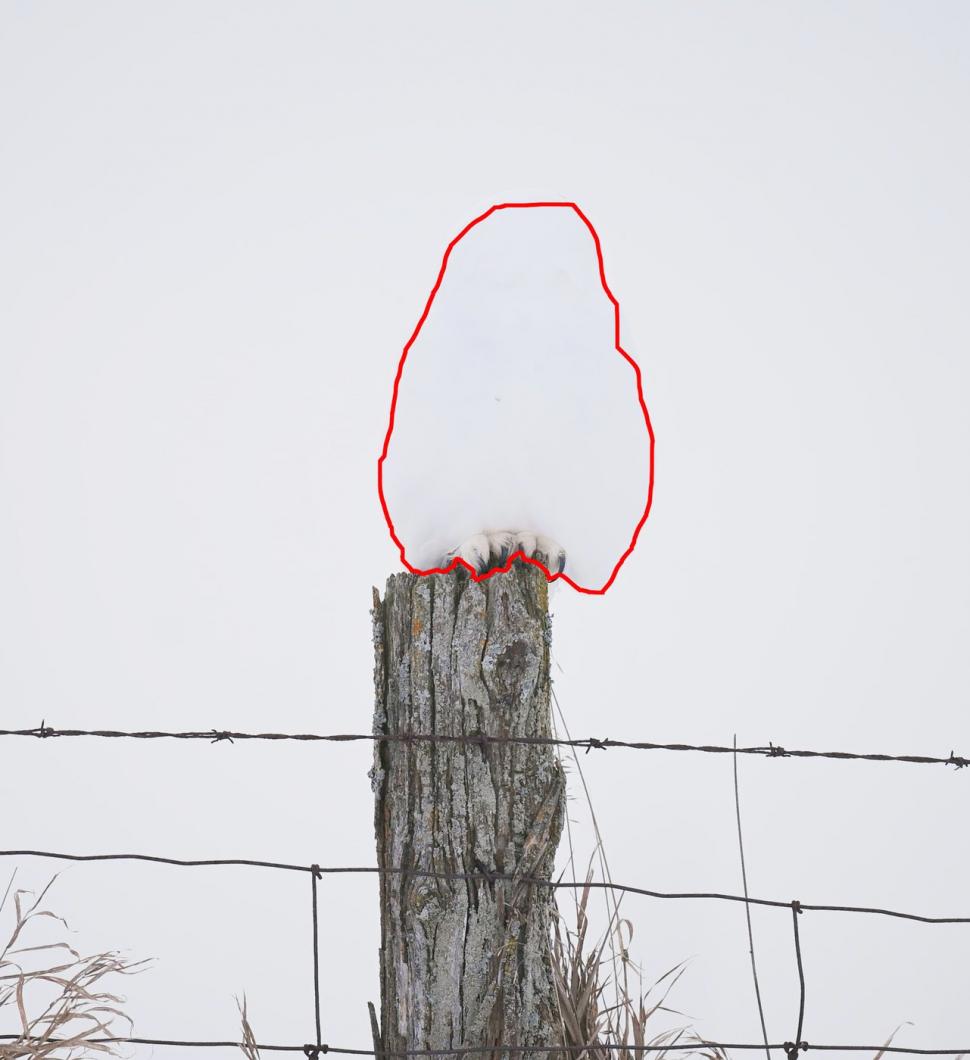 Camuflajul perfect. În această fotografie, o bufniță se relaxează liniștită și nimeni nu reușește s-o observe  956956